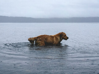 Wet street golden retriever dog in the sea under the rain at the Patagonia (in Puerto Toro)