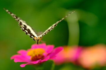 a tropical butterfly alighted on pink zinnia flowers. The butterfly sucks on honey flowers or...