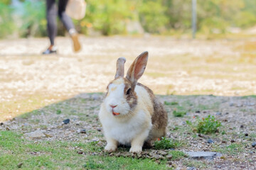 大久野島のうさぎ　広島県竹原市　 Rabbits Okunojima Island Hiroshima Takehara city