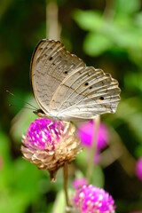 a tropical butterfly alighted on pink zinnia flowers. The butterfly sucks on honey flowers or...