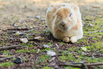 大久野島のうさぎ　広島県竹原市　 Rabbits Okunojima Island Hiroshima Takehara city