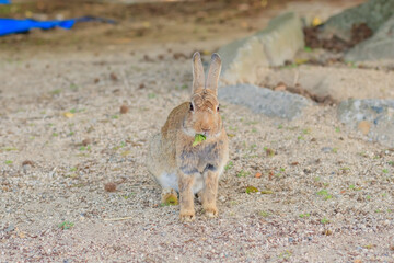 大久野島のうさぎ　広島県竹原市　 Rabbits Okunojima Island Hiroshima Takehara city