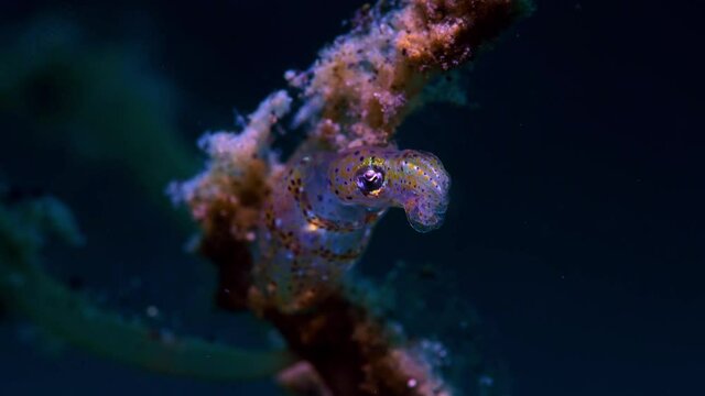 Pygmy Squid Lembeh Indonesia 4k 25fps