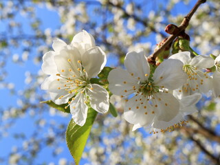 Image of a blooming apple tree.