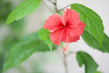 czerwony tropikalny kwiat hibiskusa