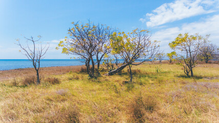 Nature view of trees with blue ocean and sky as the background