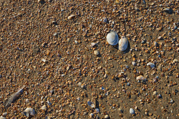 Picture of a sandstone shell.