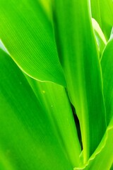 close up of aloe vera