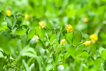 blossom yellow peanuts plant