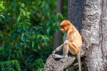 Wild Proboscis monkey or Nasalis larvatus, in rainforest of Borneo, Malaysia