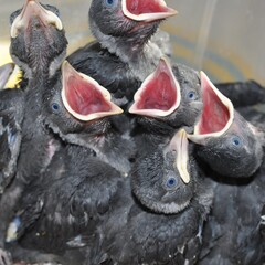 hungry little jackdaws screaming with hunger