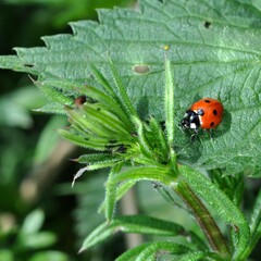 ladybird on the nettle plant