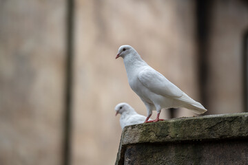 Fototapeta premium Two white dove sitting on a old roof in a mountain village near the city of Danang, Vietnam
