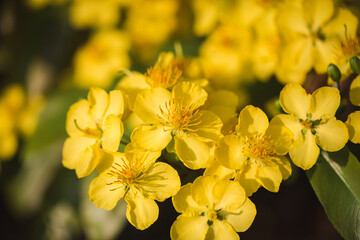 Ochna integerrima flowers-Apricot flowers