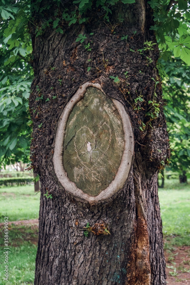 Poster closeup of a branch stump on a tree trunk with a heart drawn on it