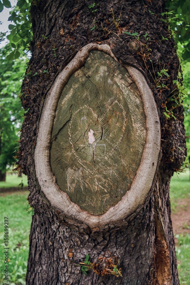Poster closeup of a branch stump on a tree trunk with a heart drawn on it