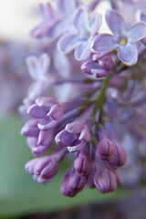 A closeup shot of the blossomed purple common Lilac in springtime.