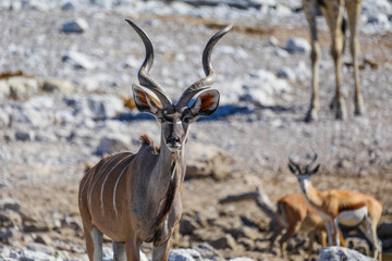 Majestic Kudu antelope with springbok and giraffe in the background