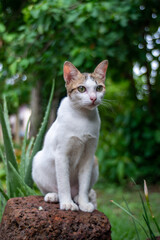 Naklejka na ściany i meble Portrait of white cat with spot at garden, close up Thai cat 