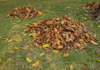 dry leaves in garden texture background