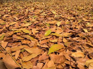 dry leaves in garden texture background