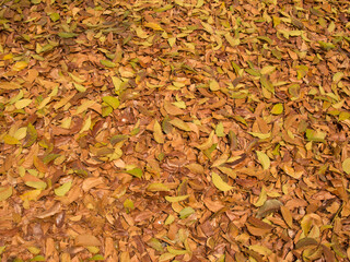 dry leaves in garden texture background