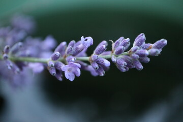 fragrant purple blossoms of lavender (Lavandula angustifolia)