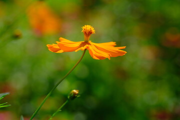 a pale tropical butterfly alighted on pink zinnia flowers. The butterfly sucks on honey flowers or nectar for its food. this is a symbiosis between a butterfly and a flower. macro photography.