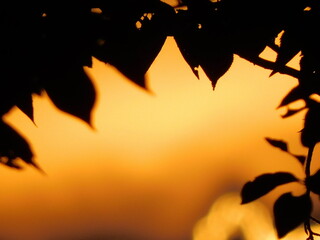 木から見た夕焼け