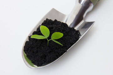 Plant seedlings on a shovel.
