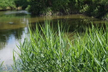 Europa.Polska.Lublin.Grass on the Bystrzyca River on a sunny summer day.
