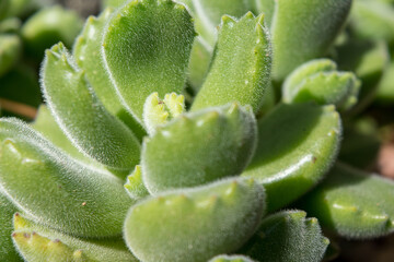 可愛い白い花が咲きかけてきたコチレドン・クマドウジ