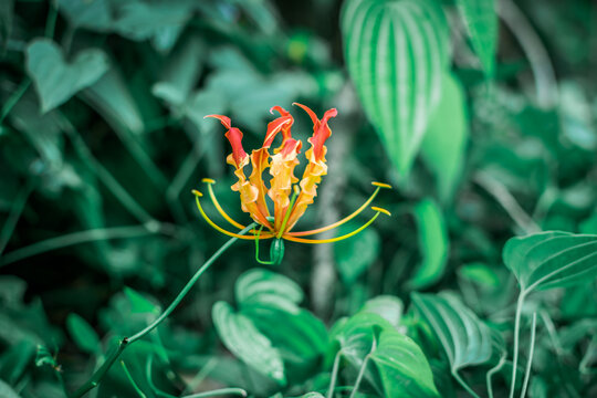Stemona involuta Inthachub flower in nature garden.