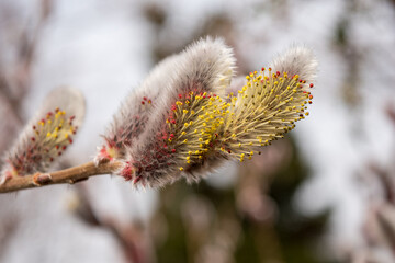 銀色の毛に包まれたネコヤナギの花言葉は「自由」