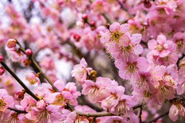 とても良い香りを一面に漂わせる冬の花「梅」