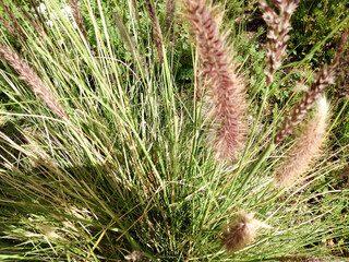 Wild grass weeds puffy cat tail closeup