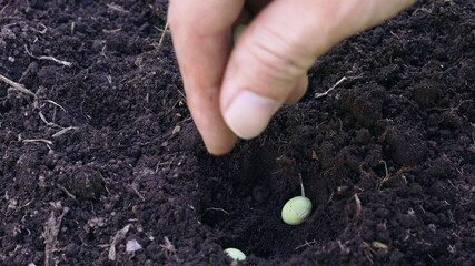 大豆（秘伝豆）の植え付け