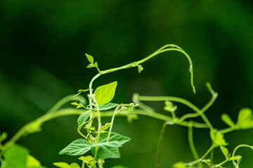 自然の中で生きる山野草たち、形も個性豊かにのびのび育ってイロイロです。