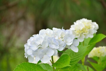 紫陽花/アジサイ