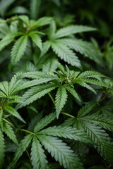 Fototapeta na wymiar Marijuana or Cannabis Leaves background.