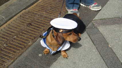 Dachshund Parade, Saint-Petersburg, Russia, 2014 (5)