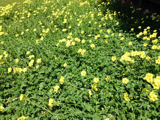 Bright yellow Wildflowers in meadow with green plants in sunshine blooming