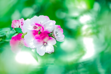 紅白の花びらを持つ花のアブストラクト