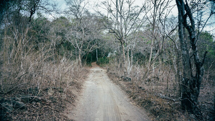 An empty dirt road in the midle of jungle through the dry tree