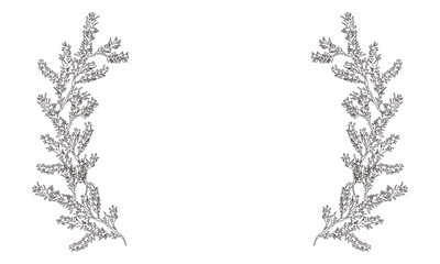 モミノキ枝と木の実白