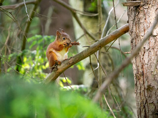 Red squirrel sits on a branch and nibbles a fir cone. Forest background with red squirrel.