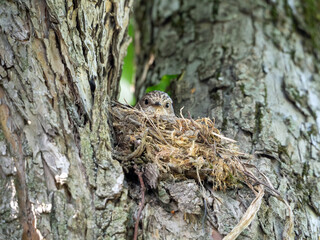 A gray flycatcher sits on a nest. The nest and bird merge in color with the tree. Above the nest,...