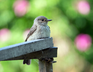 A small gray flycatcher sits on a wooden hedge against a bright background. Muscicapa striata. Summer background with a cute gray bird.