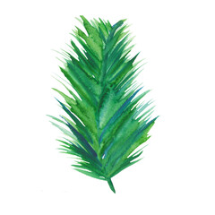 Watercolor tropical leaf.Watercolor painting coconut,palm leaf,green leaves isolated on white background.Watercolor hand painted illustration tropical exotic leaf for wallpaper vintage Hawaii style 