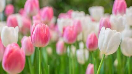 Pink and white tulips blooming in the winter on blurred background.